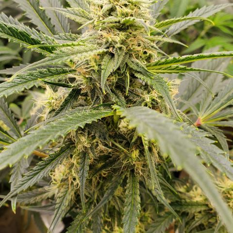 GCAuto2 growlog timeline photo
