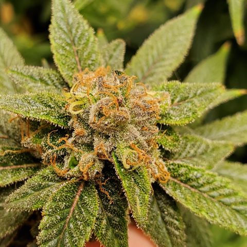 GSC1 growlog timeline photo