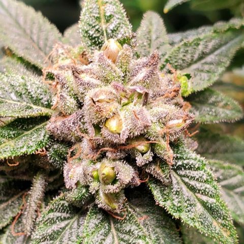 GSC1 growlog timeline photo
