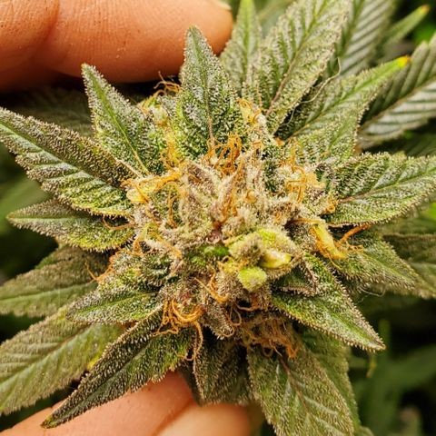 GSC1 growlog timeline photo