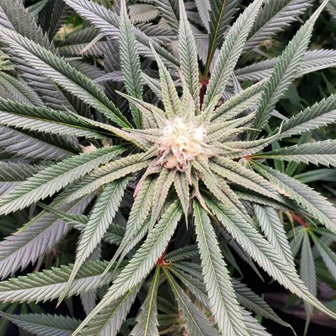 COS1 growlog photo: Leaves look Sativa dominant. 