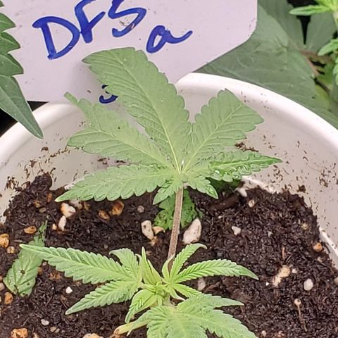 Dragon Fruit 🐲 5a growlog timeline photo