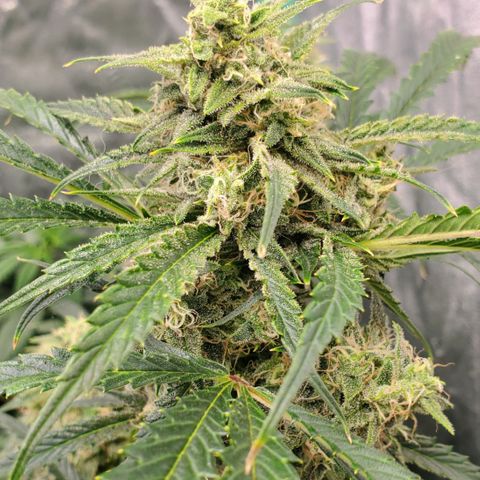 GCAuto2 growlog timeline photo
