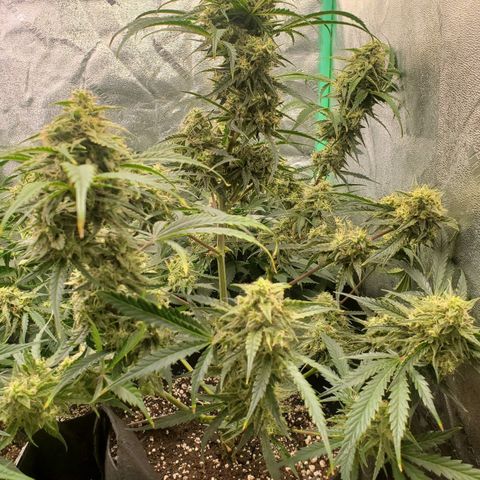 GCAuto2 growlog timeline photo
