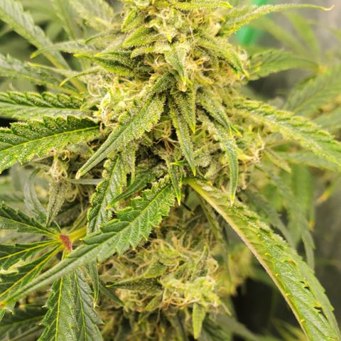 GCAuto2 growlog timeline photo