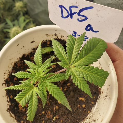 Dragon Fruit 🐲 5a growlog timeline photo