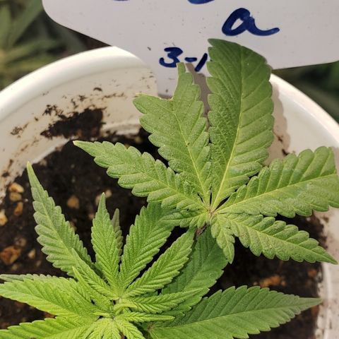 Dragon Fruit 🐲 5a growlog timeline photo