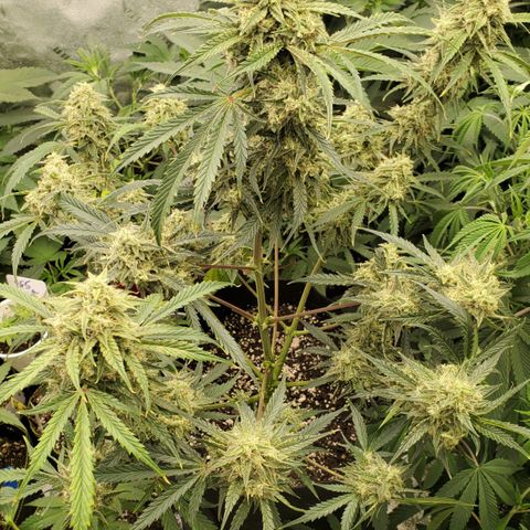 GCAuto2 growlog timeline photo