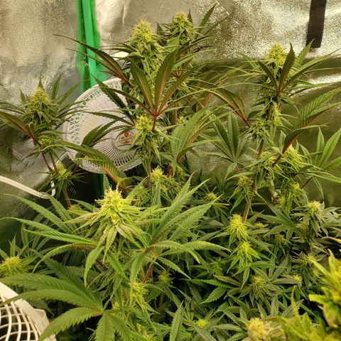 SCS1 growlog timeline photo
