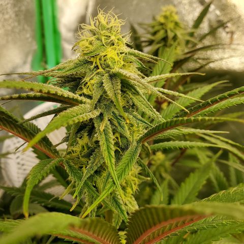 SCS1 growlog timeline photo