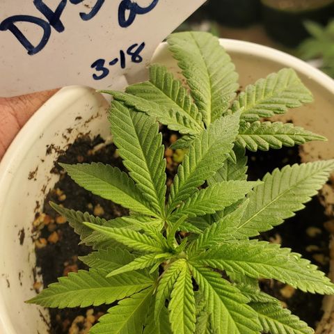 Dragon Fruit 🐲 5a growlog timeline photo