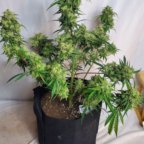 GCAuto2 growlog photo: Harvest Day!