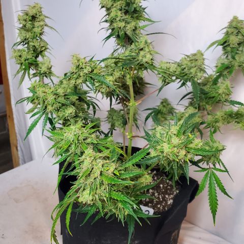 GCAuto2 growlog photo: Harvest Day!