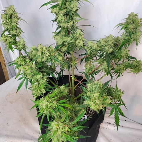 GCAuto2 growlog photo: Harvest Day!