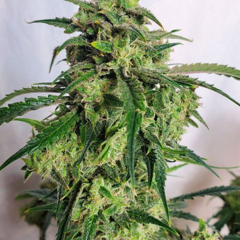 GCAuto2 growlog photo: Harvest Day!