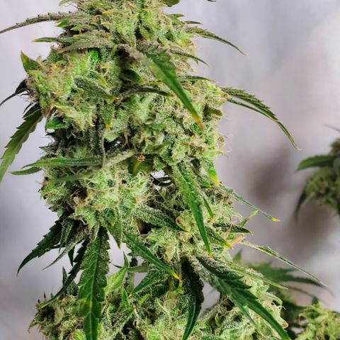 GCAuto2 growlog photo: Harvest Day!