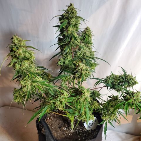GCAuto2 growlog photo: Harvest Day!