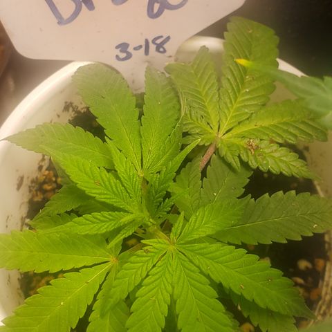 Dragon Fruit 🐲 5a growlog timeline photo