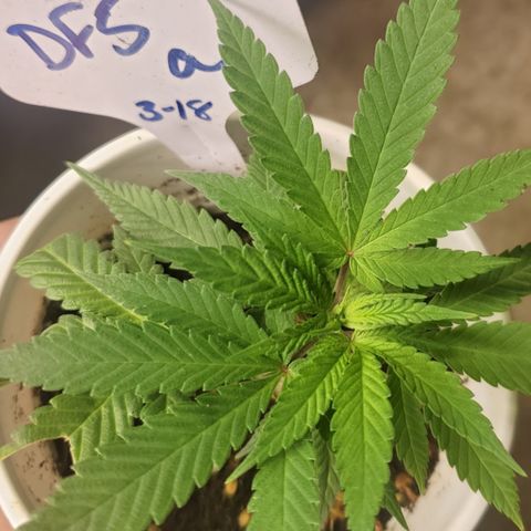 Dragon Fruit 🐲 5a growlog timeline photo