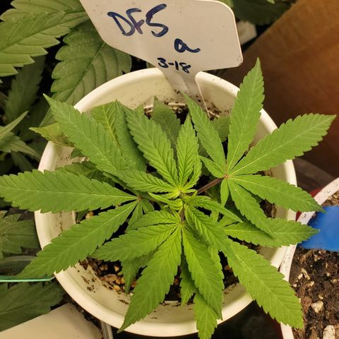 Dragon Fruit 🐲 5a growlog timeline photo