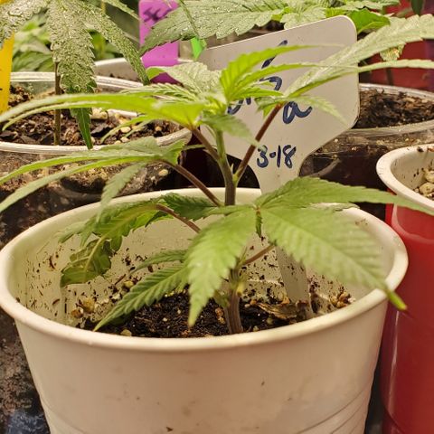 Dragon Fruit 🐲 5a growlog timeline photo