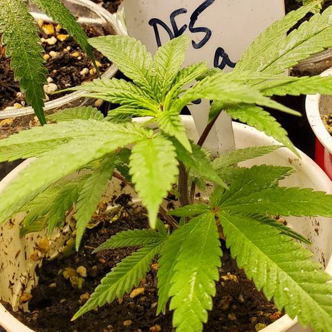 Dragon Fruit 🐲 5a growlog timeline photo