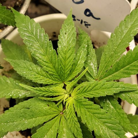 Dragon Fruit 🐲 5a growlog timeline photo