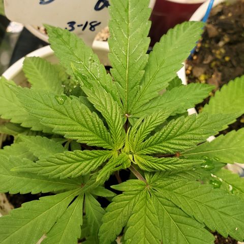 Dragon Fruit 🐲 5a growlog timeline photo