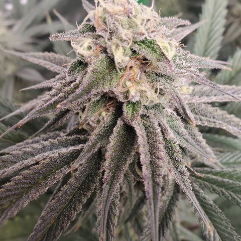 SCS1 growlog timeline photo