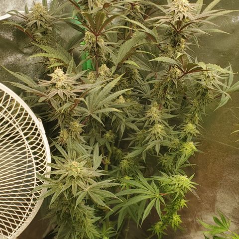 SCS1 growlog timeline photo