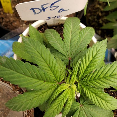 Dragon Fruit 🐲 5a growlog timeline photo