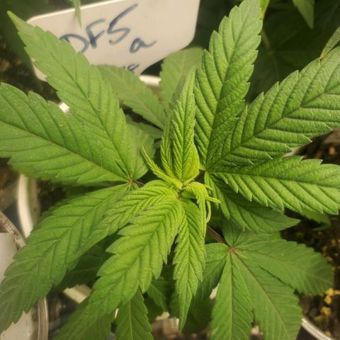 Dragon Fruit 🐲 5a growlog timeline photo