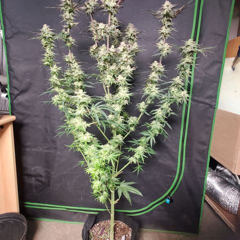 SCS1 growlog timeline photo