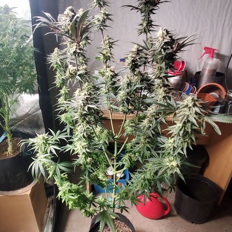 SCS1 growlog timeline photo