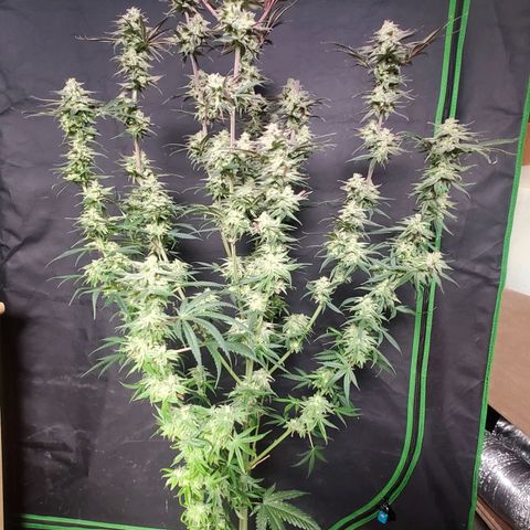 SCS1 growlog timeline photo