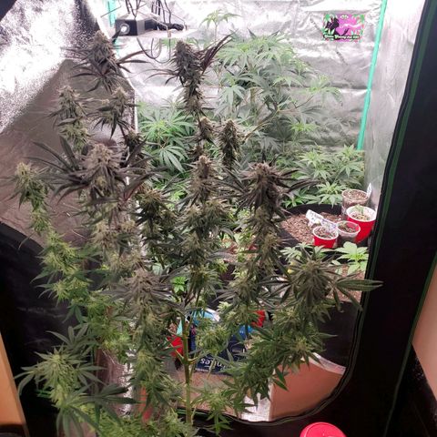 SCS1 growlog timeline photo