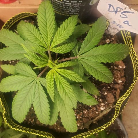 Dragon Fruit 🐲 5a growlog timeline photo