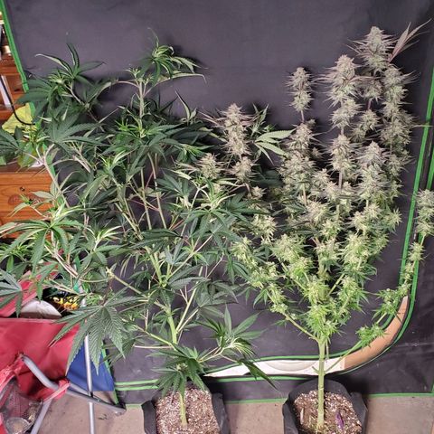 SCS1 growlog timeline photo