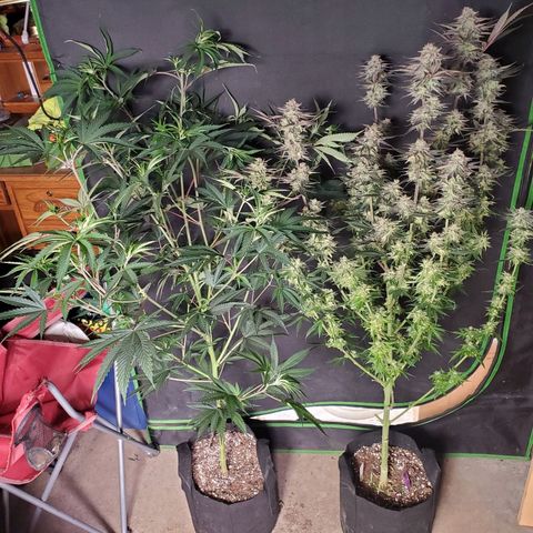 SCS1 growlog timeline photo
