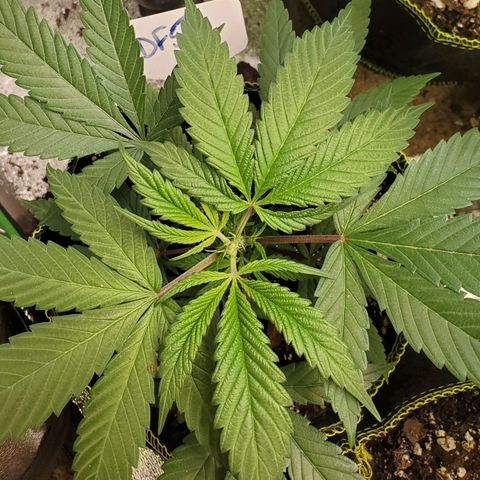 Dragon Fruit 🐲 5a growlog timeline photo