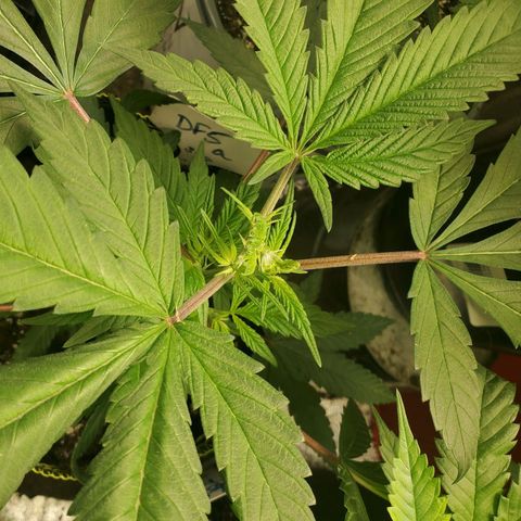 Dragon Fruit 🐲 5a growlog timeline photo