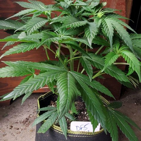 Dragon Fruit 🐲 5a growlog timeline photo