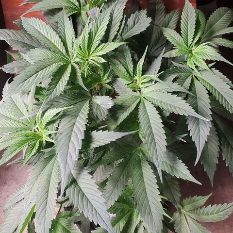 Dragon Fruit 🐲 5a growlog timeline photo