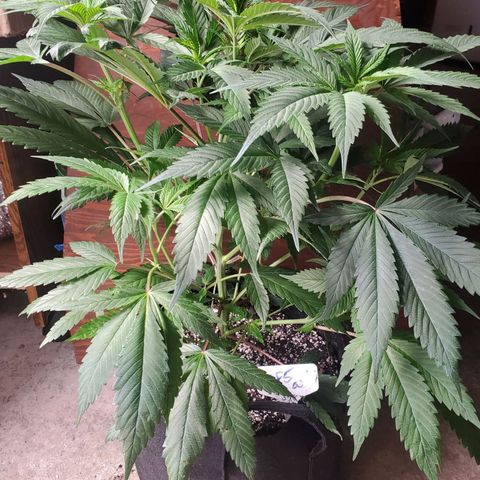 Dragon Fruit 🐲 5a growlog timeline photo