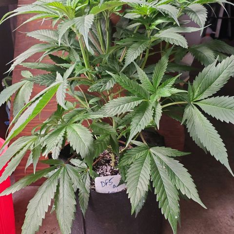 Dragon Fruit 🐲 5a growlog timeline photo