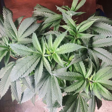 Dragon Fruit 🐲 5a growlog timeline photo