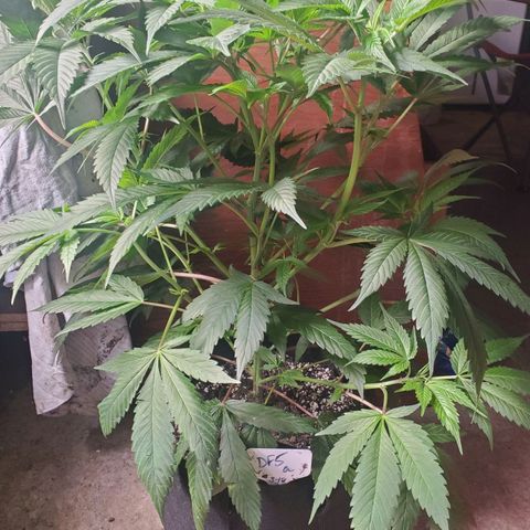 Dragon Fruit 🐲 5a growlog timeline photo