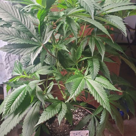 Dragon Fruit 🐲 5a growlog timeline photo