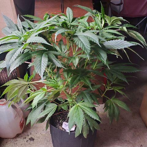 Dragon Fruit 🐲 5a growlog timeline photo