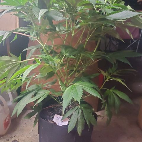 Dragon Fruit 🐲 5a growlog timeline photo